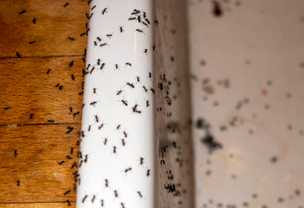 Best Best Pest Control Companies  in Melwood, MD