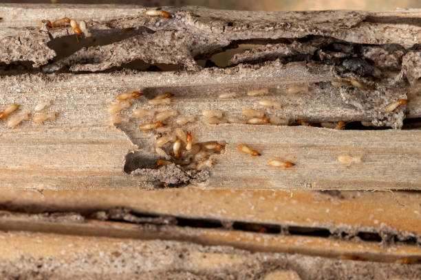 Best Pest Control for Restaurants  in Melwood, MD